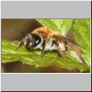 Andrena haemorrhoa - Sandbiene w06.jpg